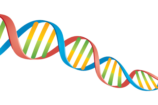 Detail Dna Images Free Download Nomer 30