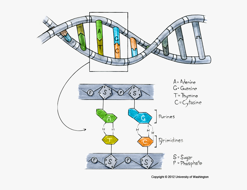 Detail Dna Images Free Download Nomer 54