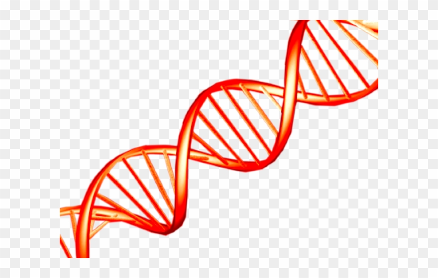 Detail Dna No Background Nomer 16