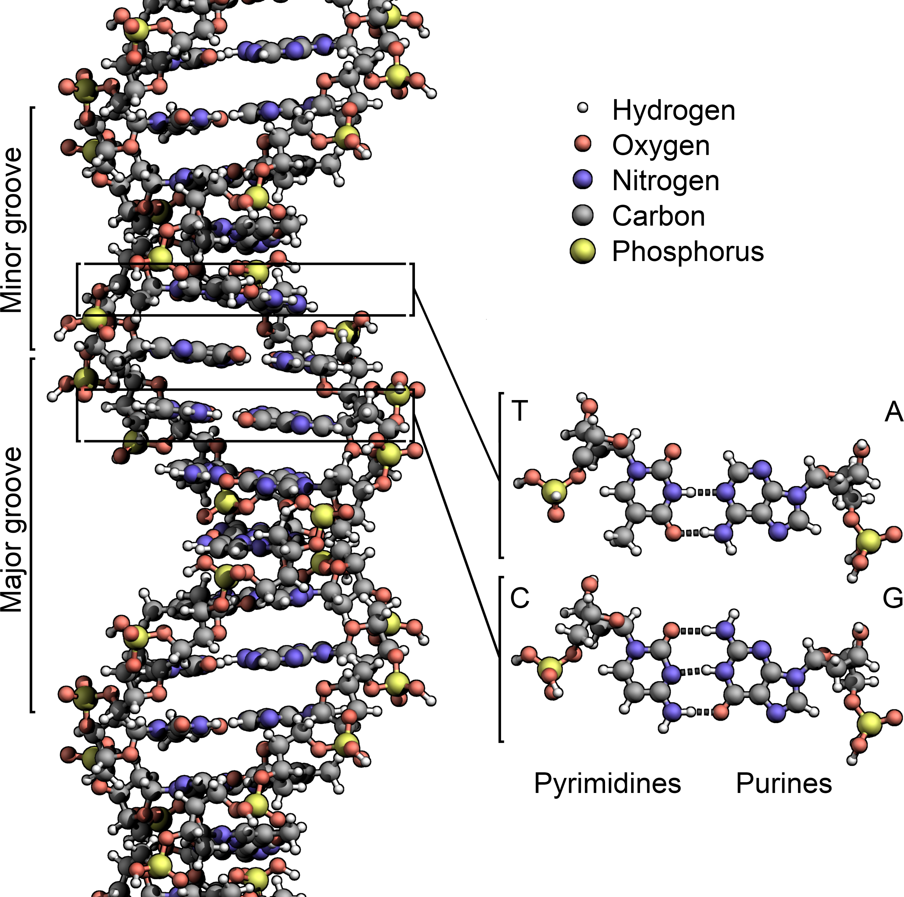 Detail Dna Pics Nomer 5