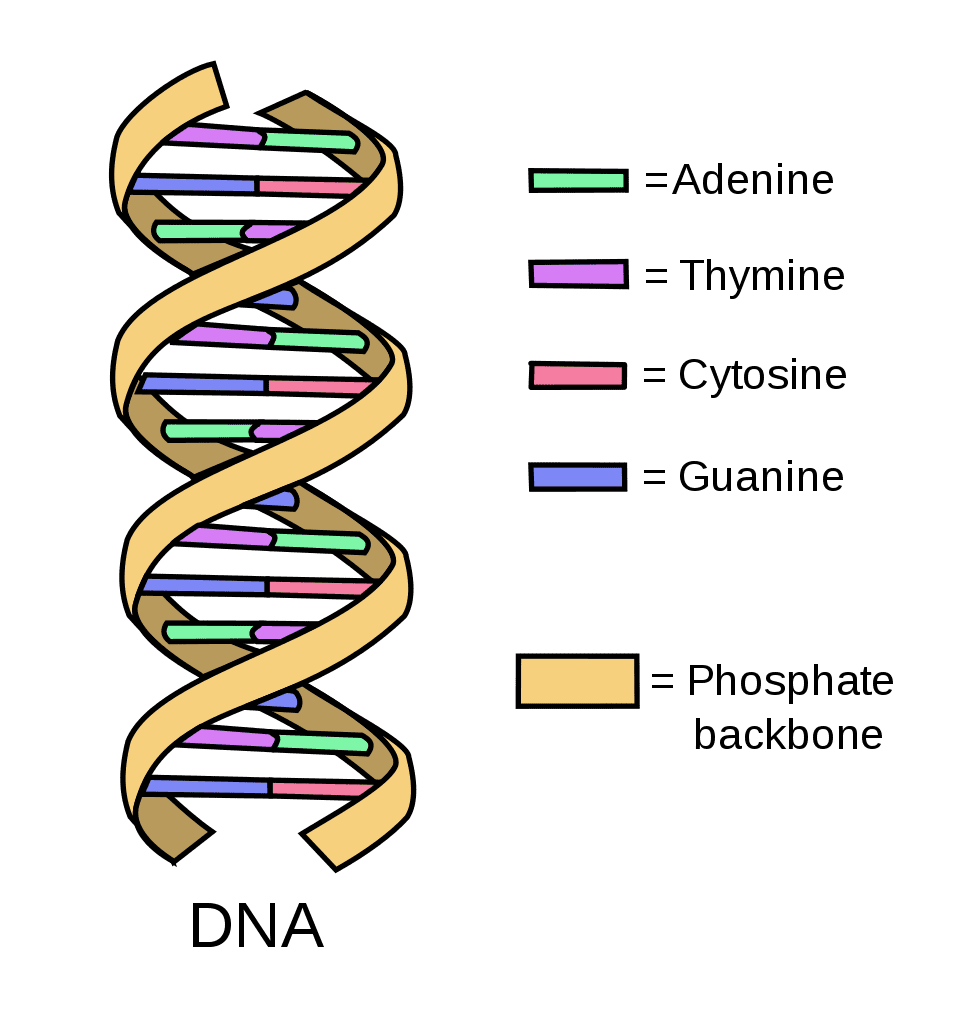 Detail Dna Pics Nomer 8