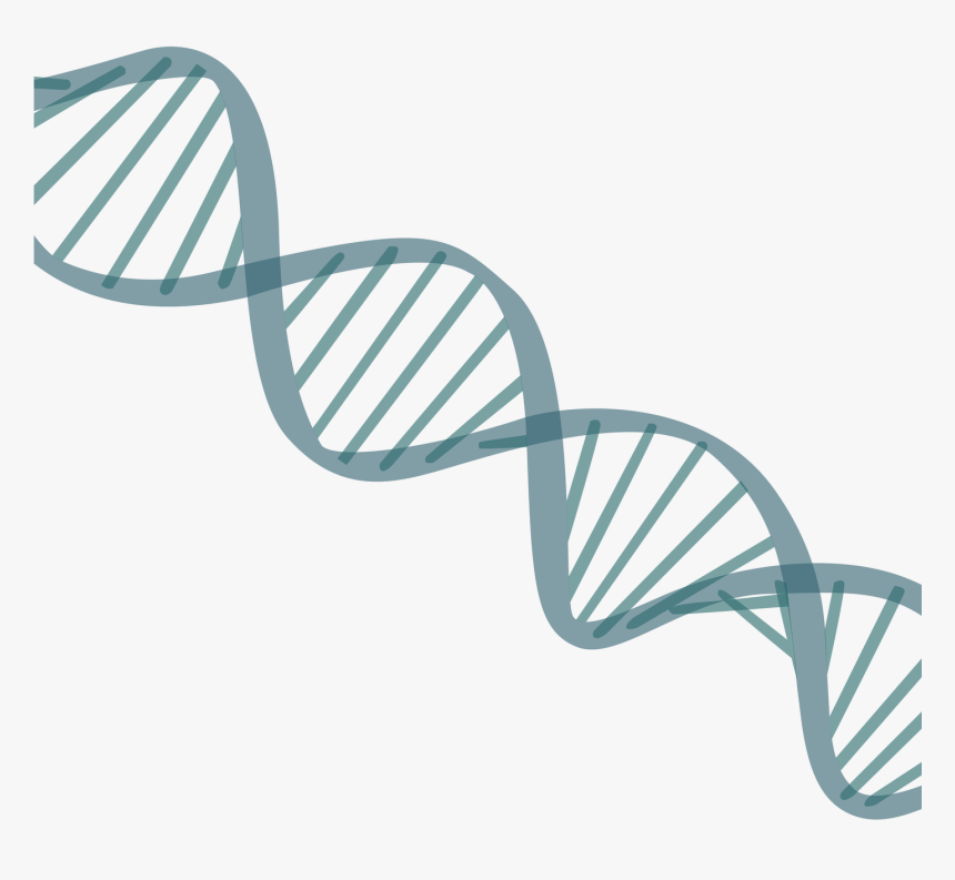 Detail Dna Png Transparent Nomer 11