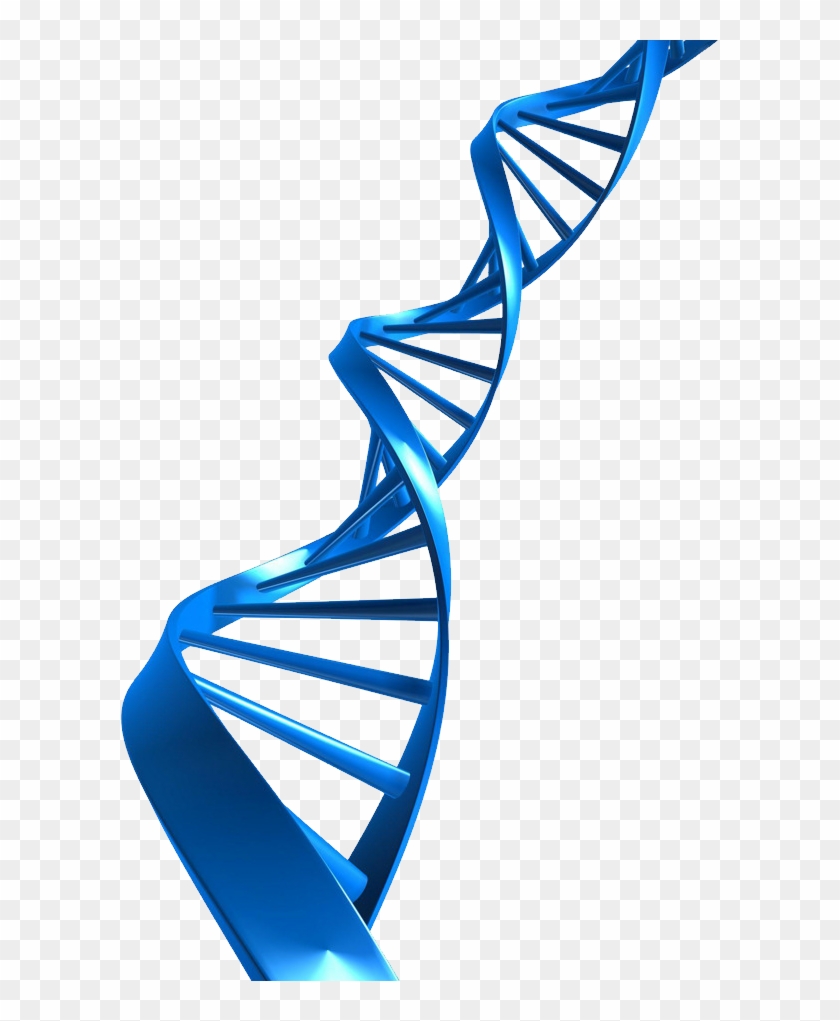 Detail Dna Png Transparent Nomer 14