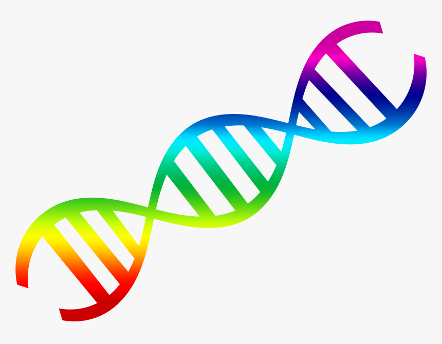 Detail Dna Png Transparent Nomer 15