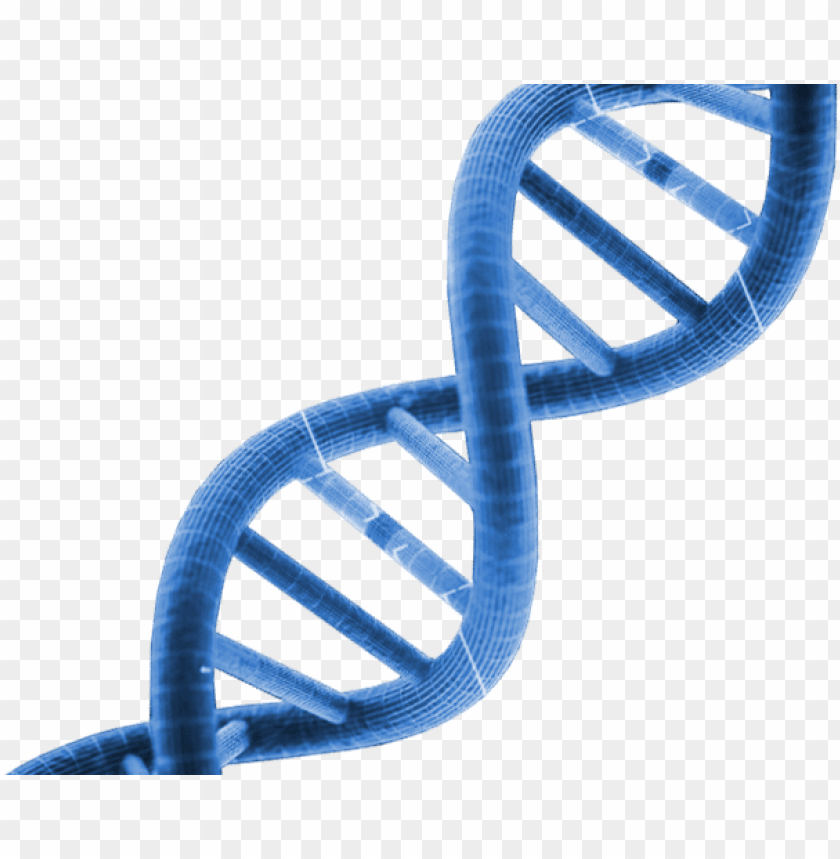 Detail Dna Png Transparent Nomer 4