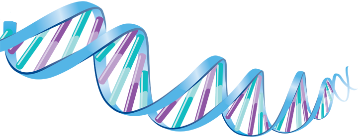 Detail Dna Png Transparent Nomer 9