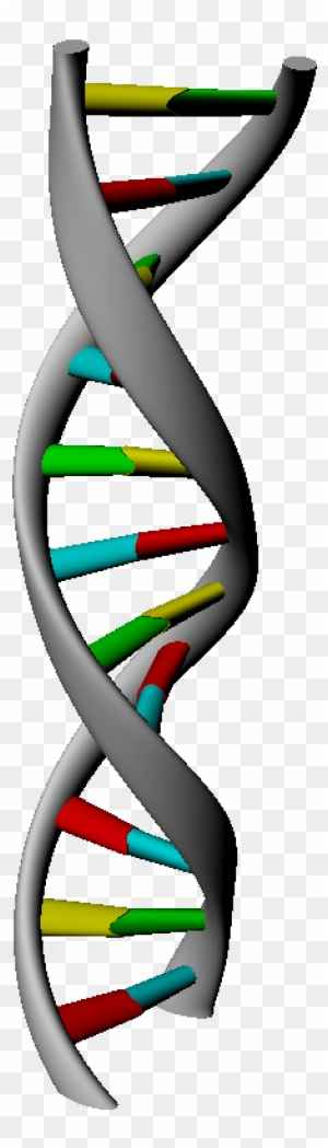 Detail Dna Strand Clipart Nomer 53