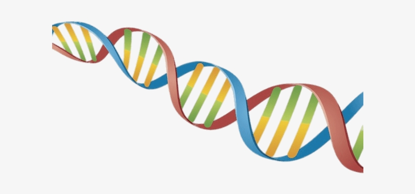 Detail Dna Strand Png Nomer 13