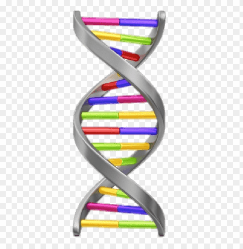 Detail Dna Strand Png Nomer 41