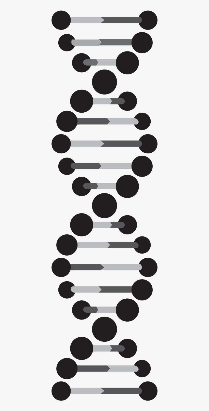 Detail Dna Strand Png Nomer 43