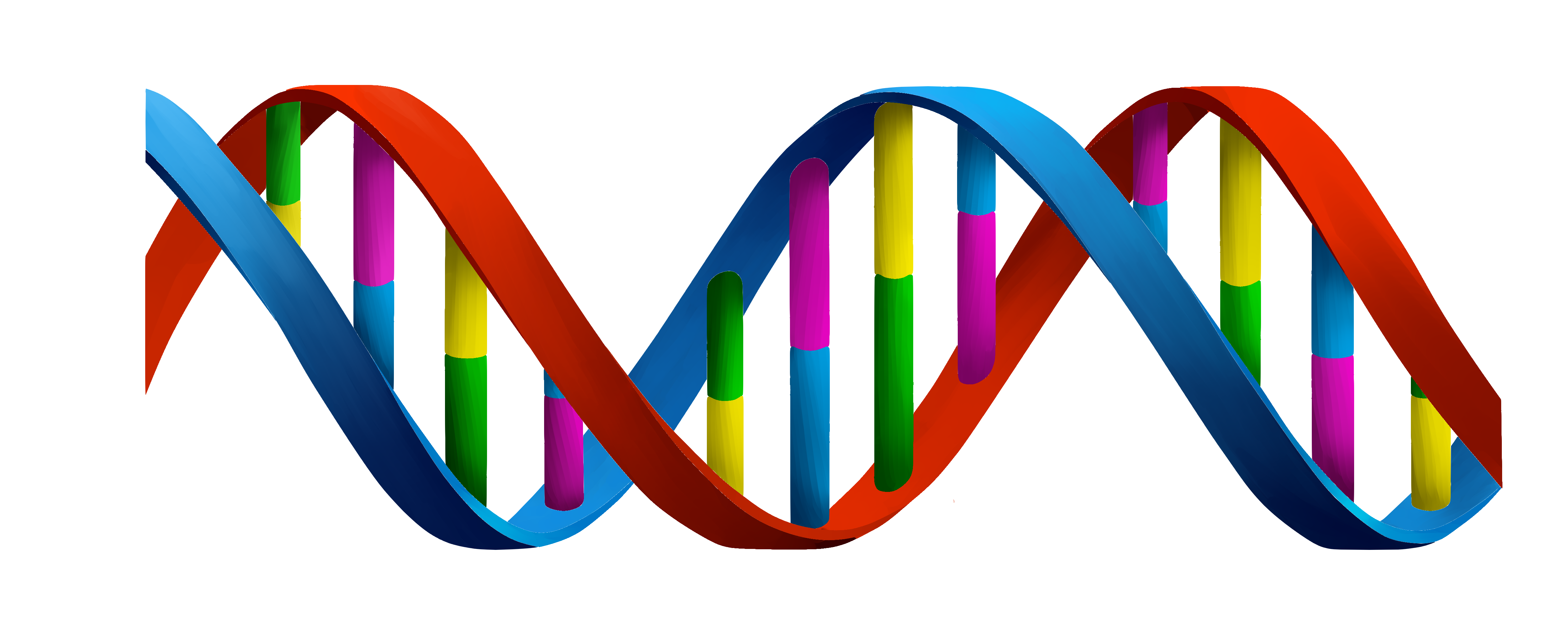 Detail Dna Strand Png Nomer 6