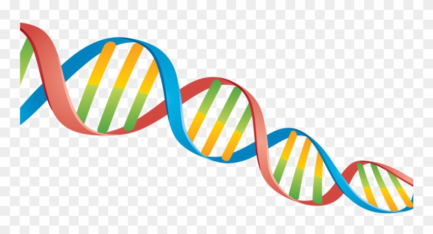 Detail Dna Strand Transparent Background Nomer 12