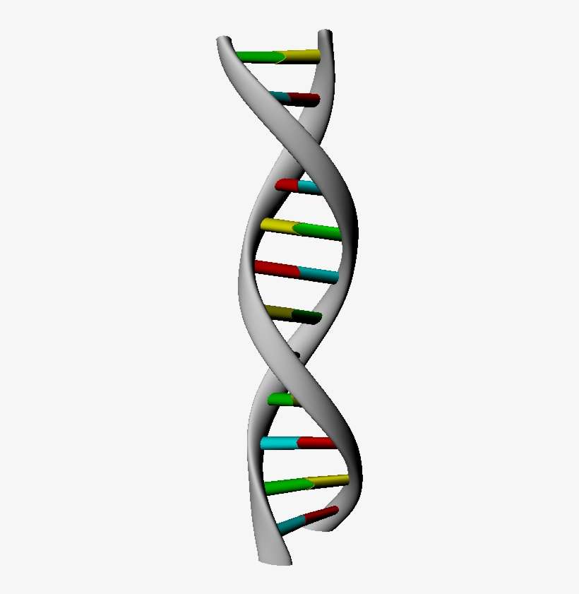 Detail Dna Strand Transparent Background Nomer 31