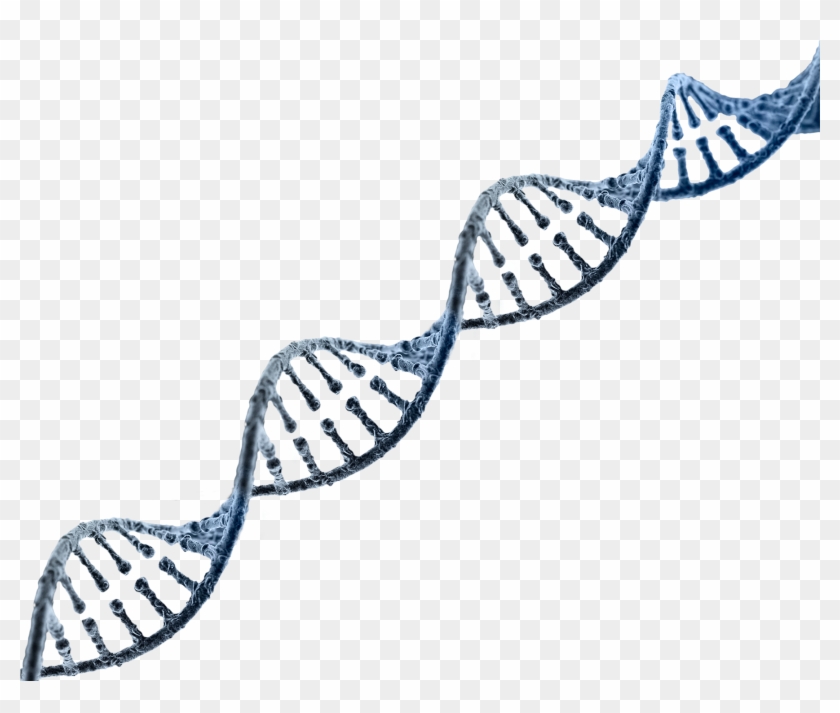 Detail Dna Strand Transparent Background Nomer 7