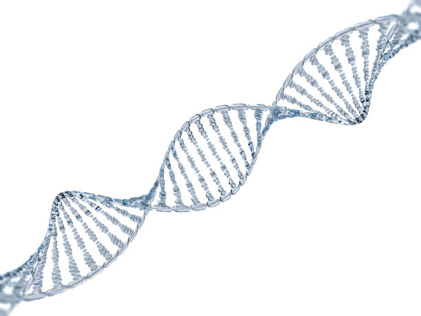 Detail Dna Strand Transparent Background Nomer 9