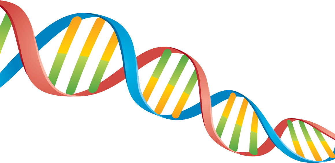 Detail Dna Transparent Nomer 2