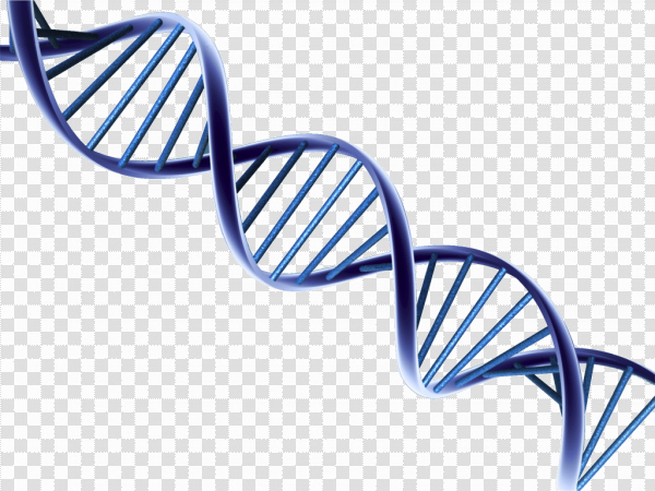 Detail Dna Transparent Nomer 32