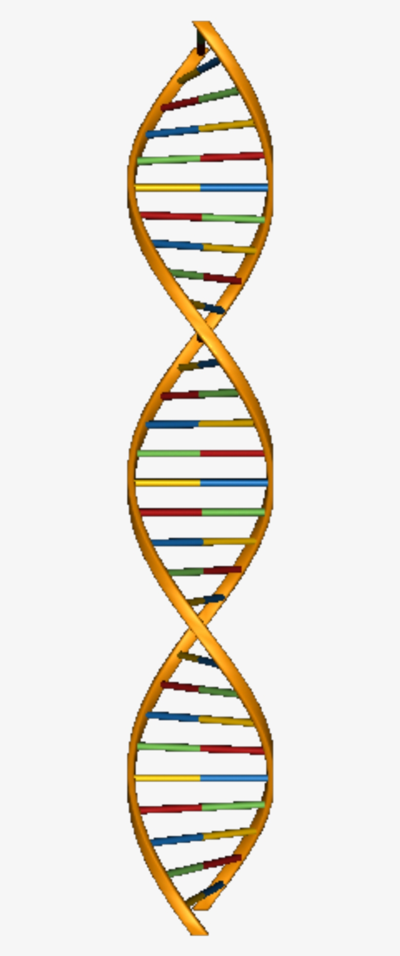 Detail Dna Transparent Background Nomer 51