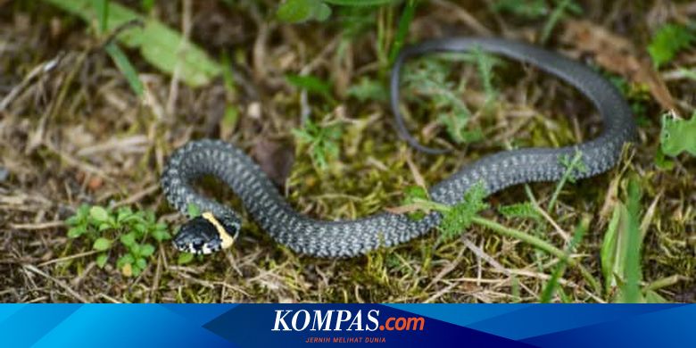 Detail Doa Ketika Ada Ular Di Rumah Nomer 31