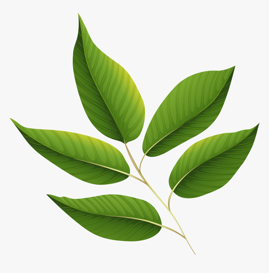 Detail Leaves Transparent Background Nomer 3