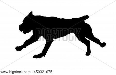 Detail Presa Canario Black Panther Nomer 5