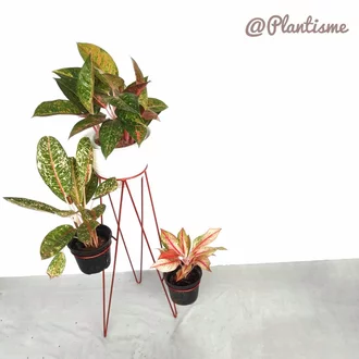 Detail Rak Anggrek Dari Bambu Nomer 27