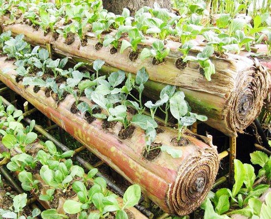 Detail Rak Tanaman Sayur Dari Bambu Nomer 37