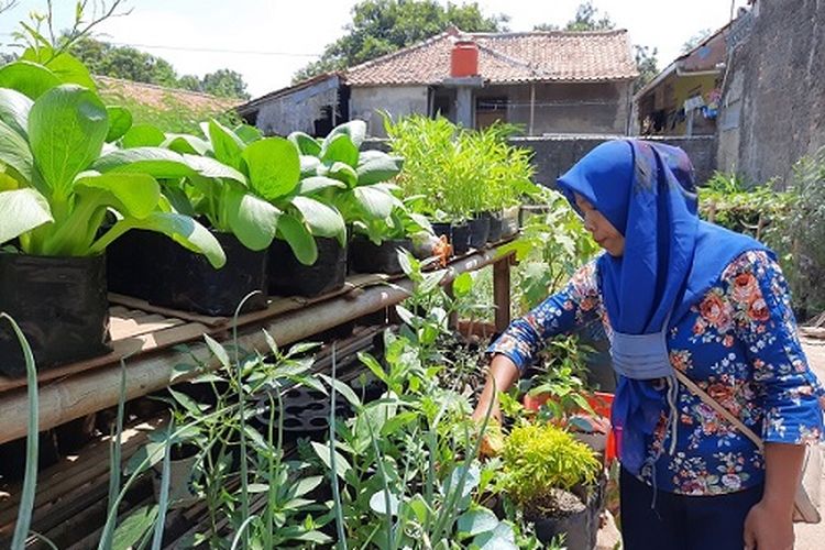 Detail Rak Tanaman Sayur Dari Bambu Nomer 41