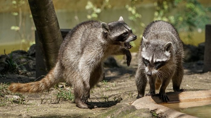 Rakun Dan Musang - KibrisPDR