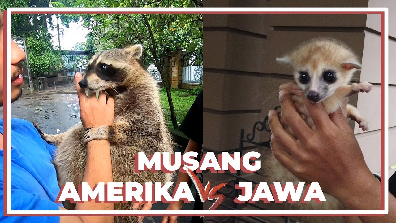 Detail Rakun Dan Musang Nomer 2