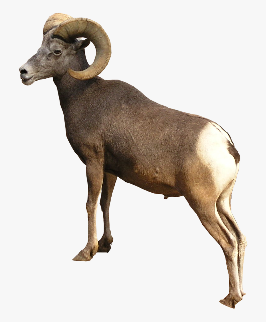 Ram Animal Png - KibrisPDR