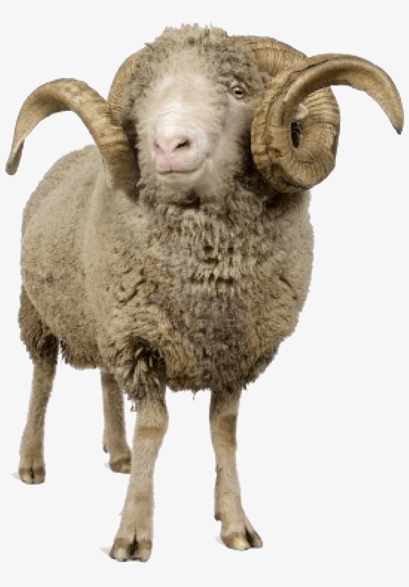 Detail Ram Animal Png Nomer 2