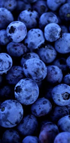 Detail Rambo Blueberries Nomer 2