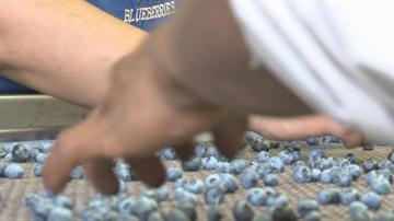 Detail Rambo Blueberries Nomer 44