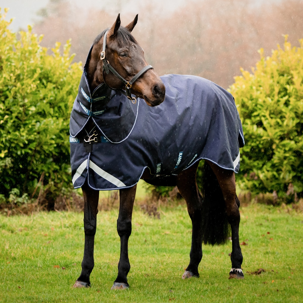 Detail Rambo Horse Blanket Nomer 25