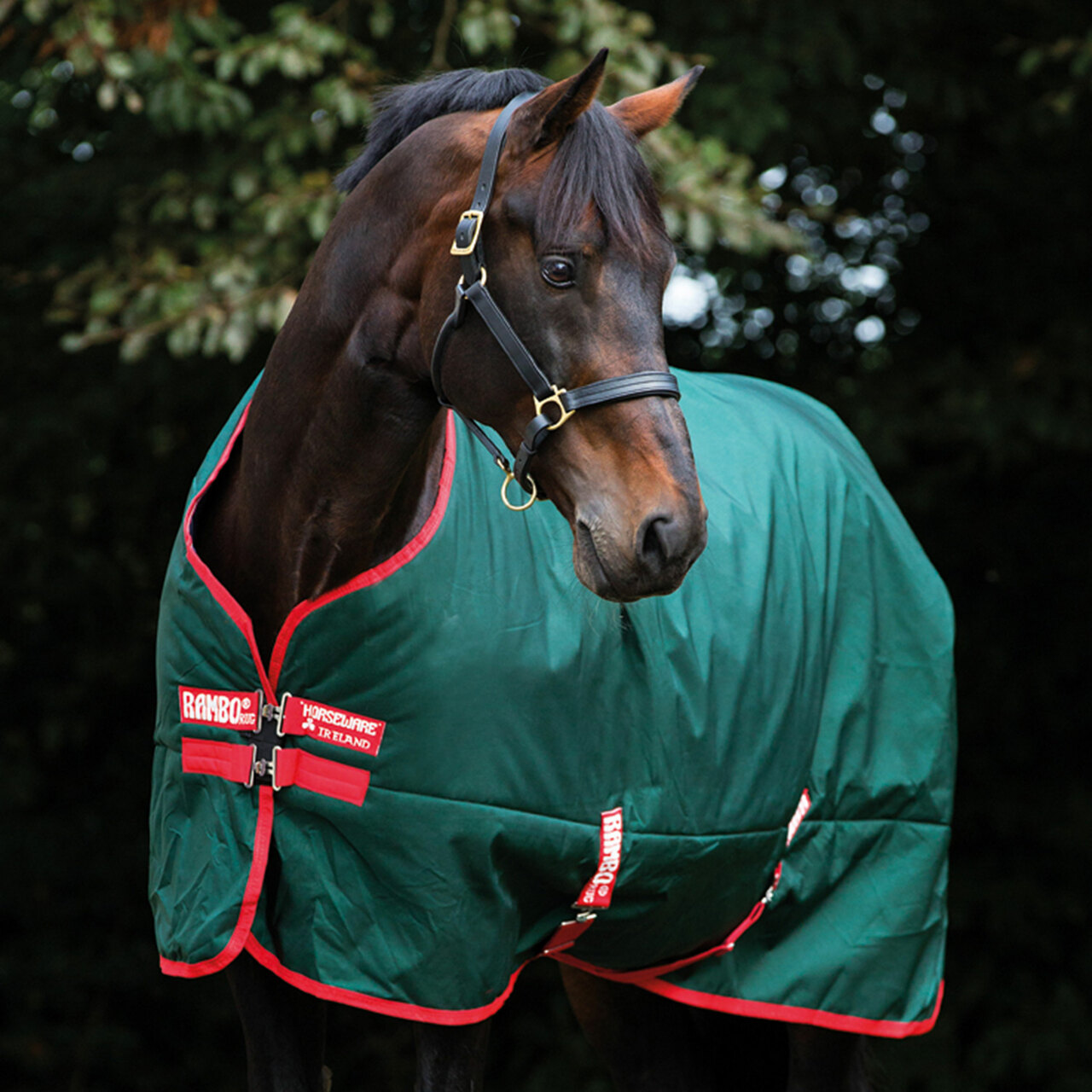 Detail Rambo Horse Blanket Nomer 38