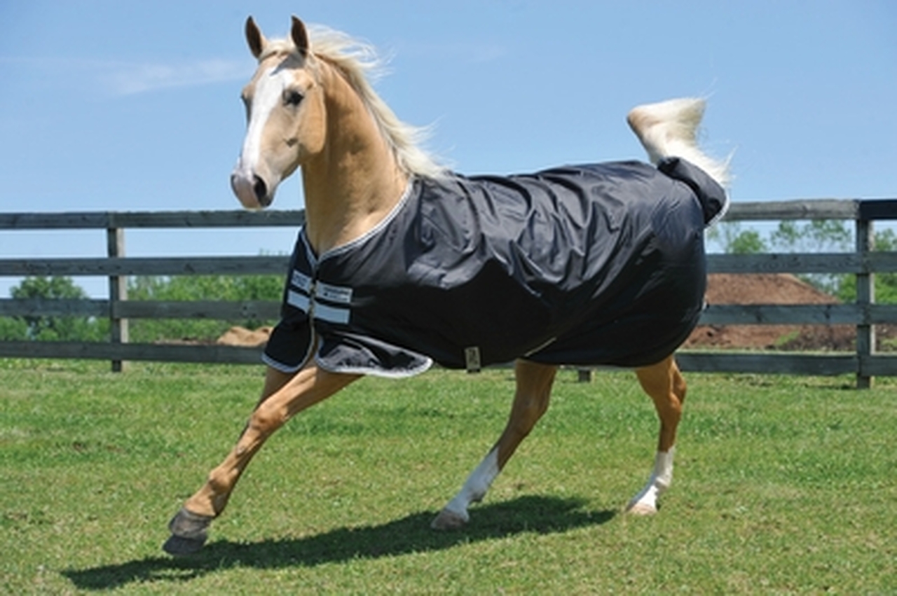 Detail Rambo Horse Blanket Nomer 46