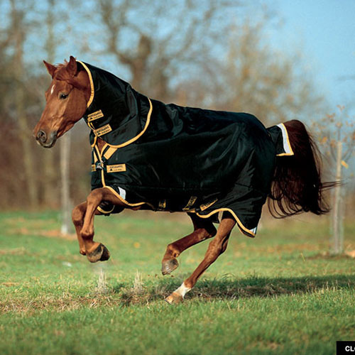 Detail Rambo Horse Blanket Nomer 48