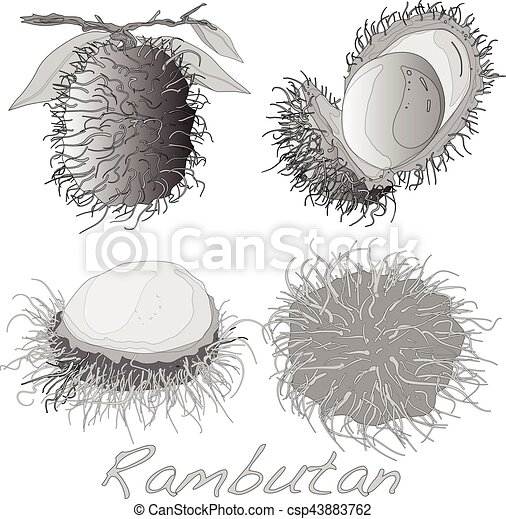 Detail Rambutan Clipart Black And White Nomer 21