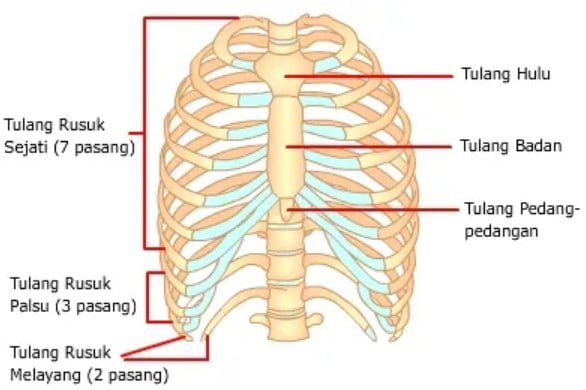 Detail Rangka Tulang Rusuk Nomer 14