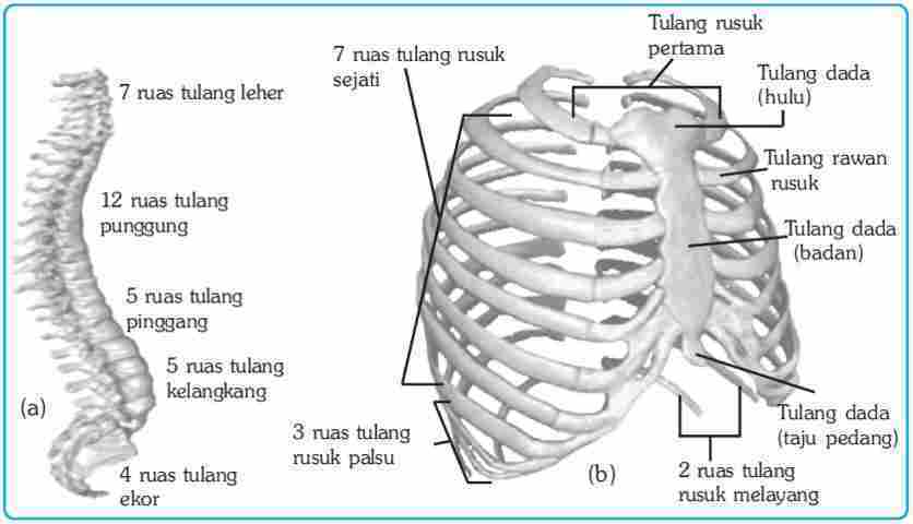 Detail Rangka Tulang Rusuk Nomer 22