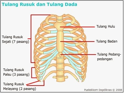 Detail Rangka Tulang Rusuk Nomer 5