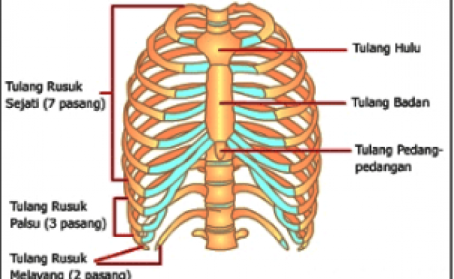 Detail Rangka Tulang Rusuk Nomer 8