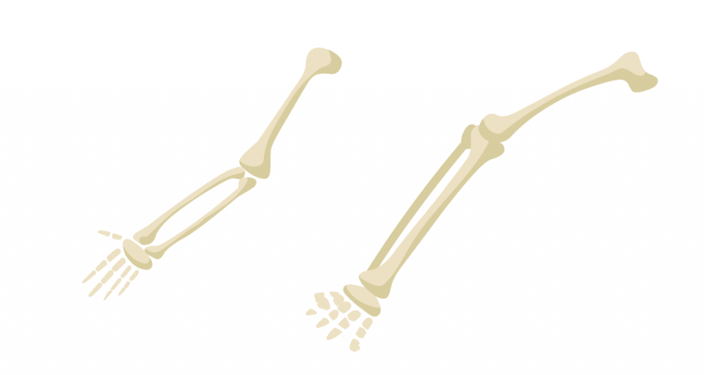 Detail Rangka Tulang Tangan Nomer 28