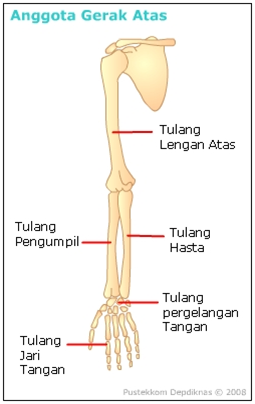 Detail Rangka Tulang Tangan Nomer 36