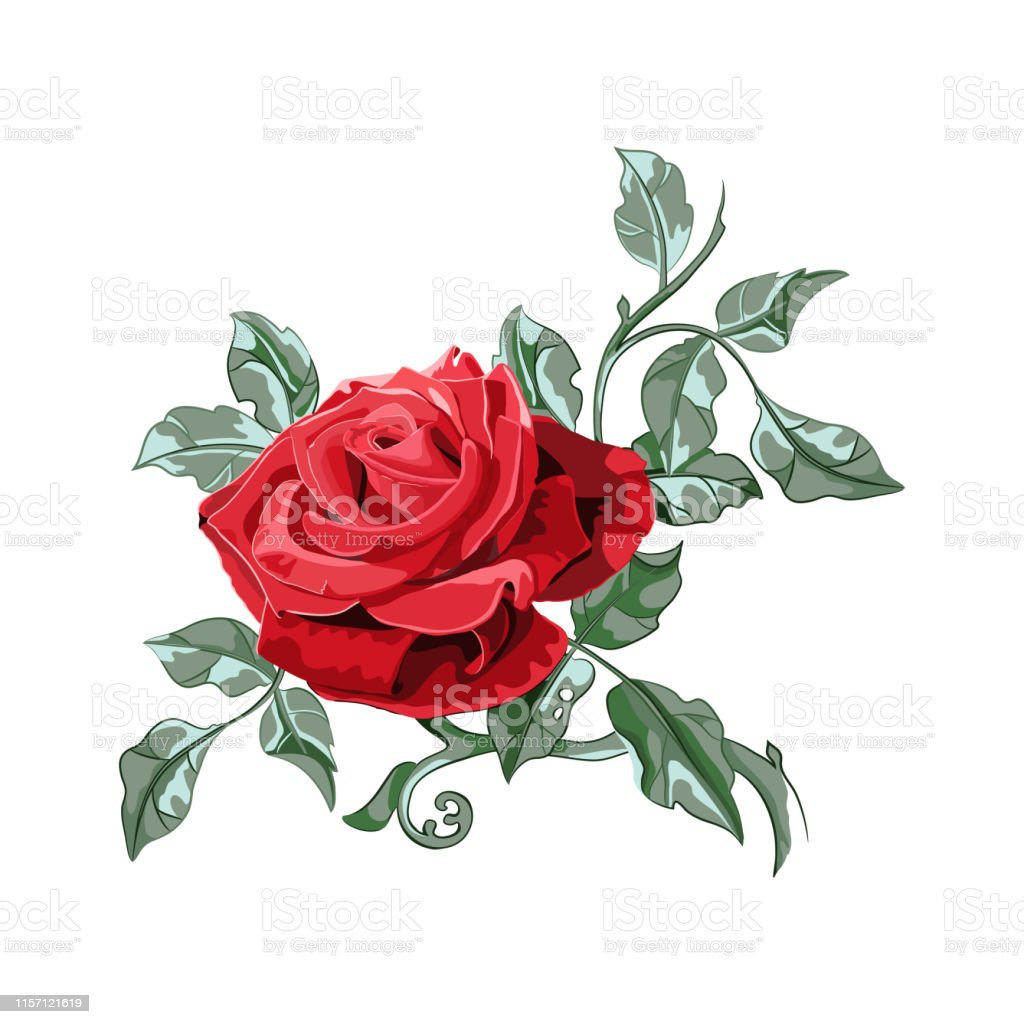 Detail Rangkaian Bunga Mawar Merah Dan Putih Nomer 46