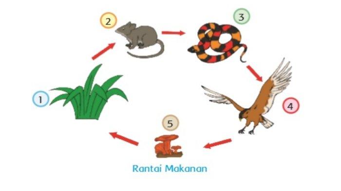 Rantai Makanan Burung - KibrisPDR