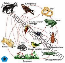 Detail Rantai Makanan Burung Nomer 21