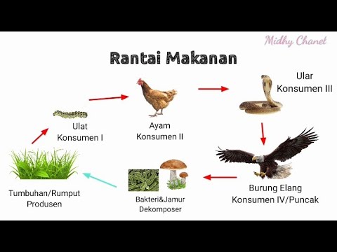 Detail Rantai Makanan Burung Nomer 30