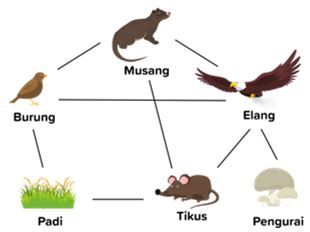 Detail Rantai Makanan Burung Nomer 35